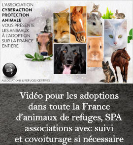 Vidéo pour les adoptions dans toute la France  d’animaux de refuges, SPA associations avec suivi  et covoiturage si nécessaire
